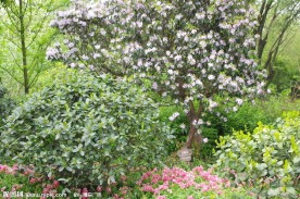 杭州西溪花朝节