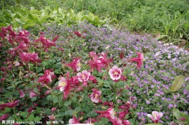 杭州西溪花朝节