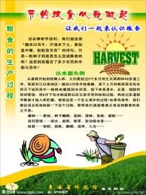 节约粮食从我做起