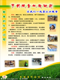 节约粮食从我做起