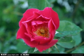 小红花