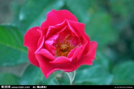 小红花