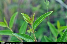 野草
