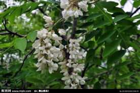槐花