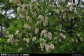 槐花