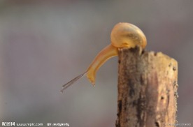 蜗牛 小蜗牛