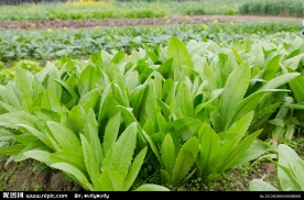青菜 油脉菜