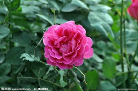 红月季