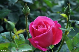 红月季