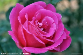 红月季