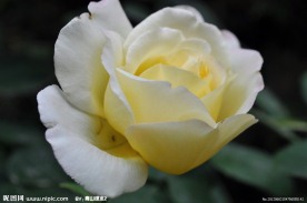粉黄月季花