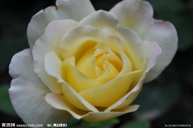 粉黄月季花