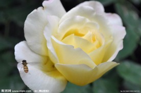 月季花