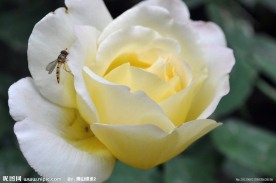 月季花
