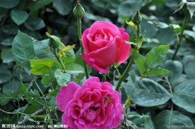月季花