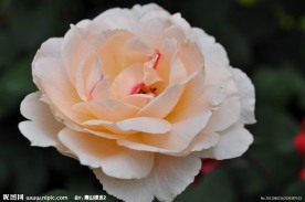 月季花