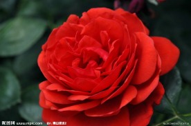 月季花
