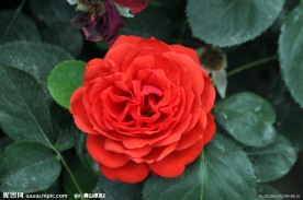 月季花