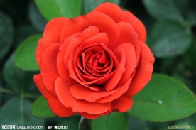 月季花
