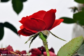 月季花
