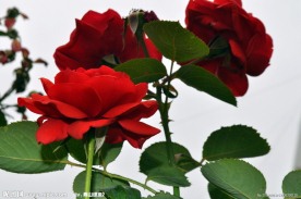 月季花