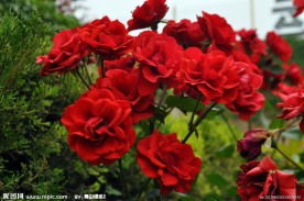 月季花