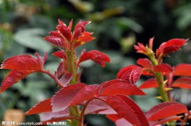 粉嫩花草