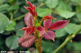粉嫩花草