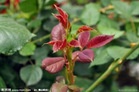 粉嫩花草