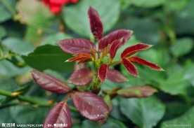 粉嫩花草
