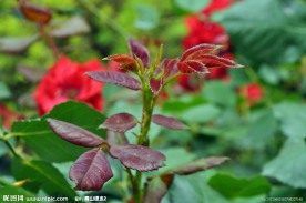 粉嫩花草