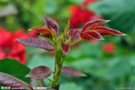 粉嫩花草