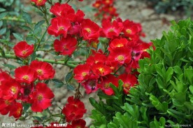 蔷薇花