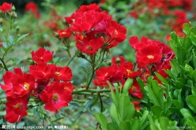 蔷薇花