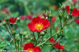 蔷薇花
