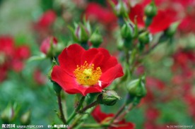 蔷薇花