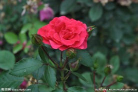 月季花