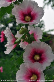 蜀葵