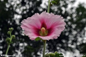 蜀葵