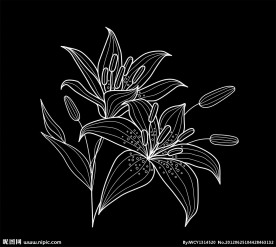 矢量百合花