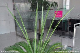铁树 新芽
