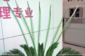 铁树 新芽