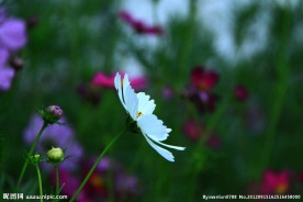 格桑花