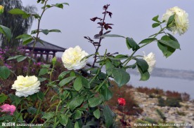月季花