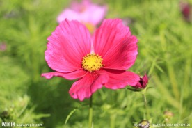 格桑花摄影图