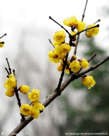 腊梅