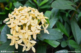 龙船花