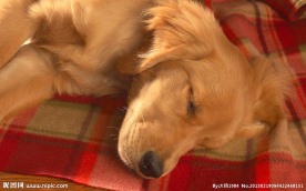 金毛犬