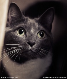 小猫咪