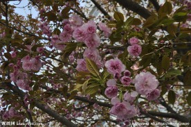 樱花